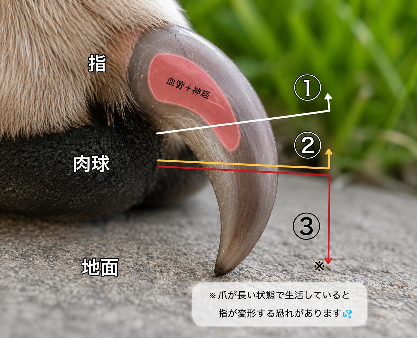 爪の解剖図