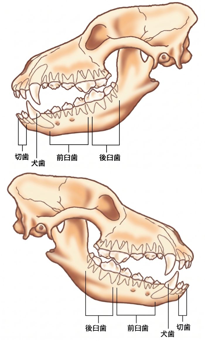 歯列 解剖図